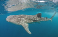   Whaleshark gulf Tadjoura Red Sea Djibouti  